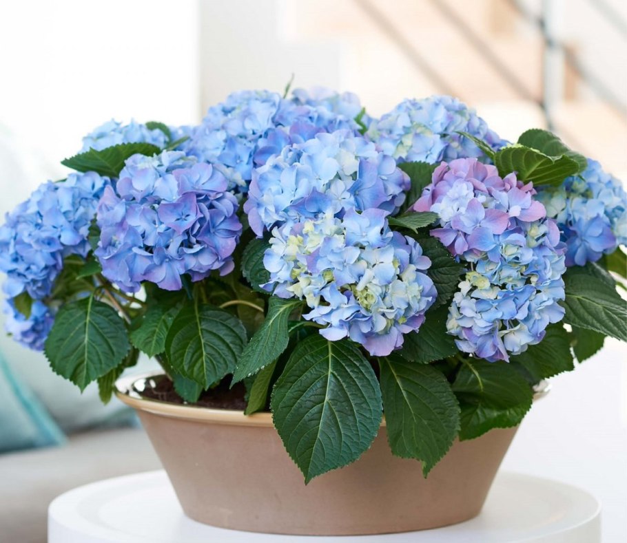 Гортензия крупнолистная в огороде