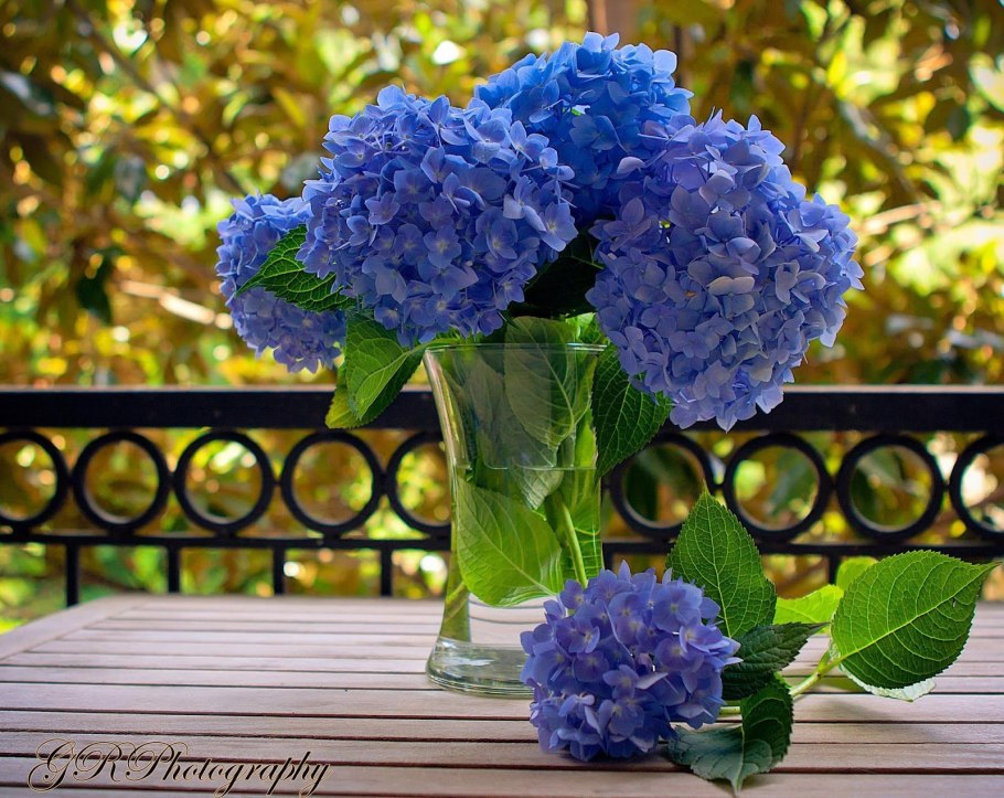 Гортензия в горшочке