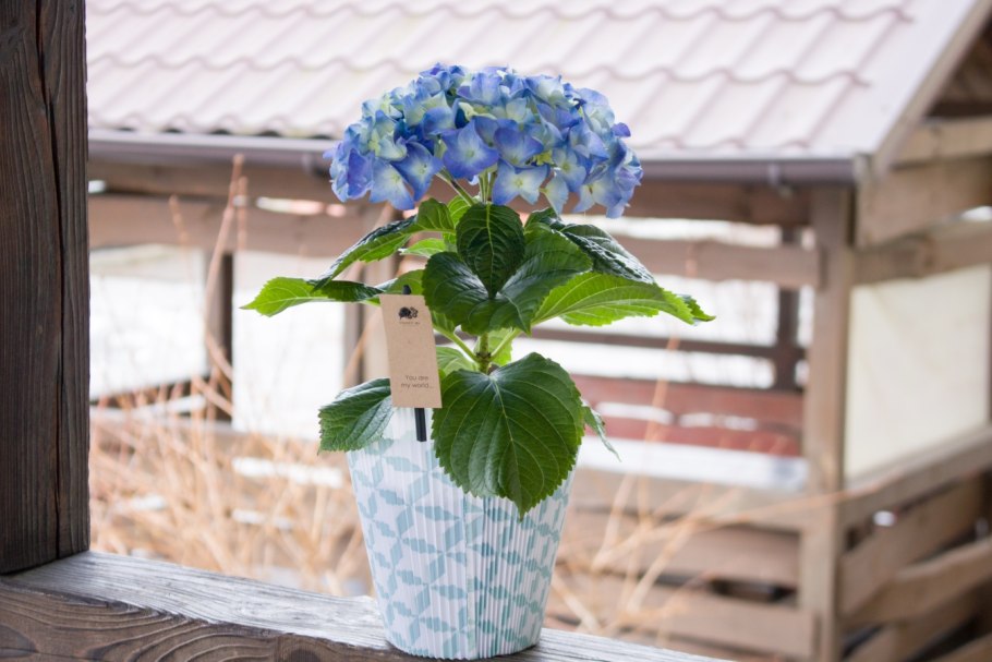 Гортензия комнатная голубая