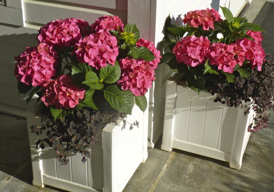 Гортензия Садовая