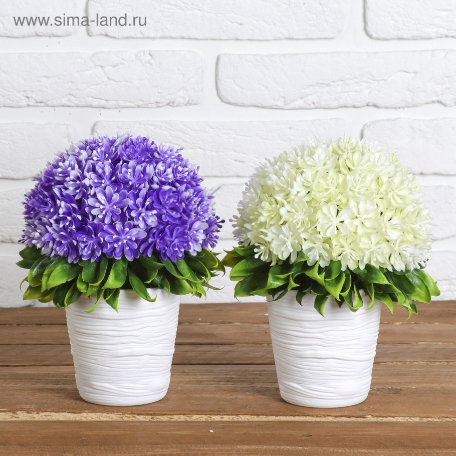 Гортензия крупнолистная в кадке