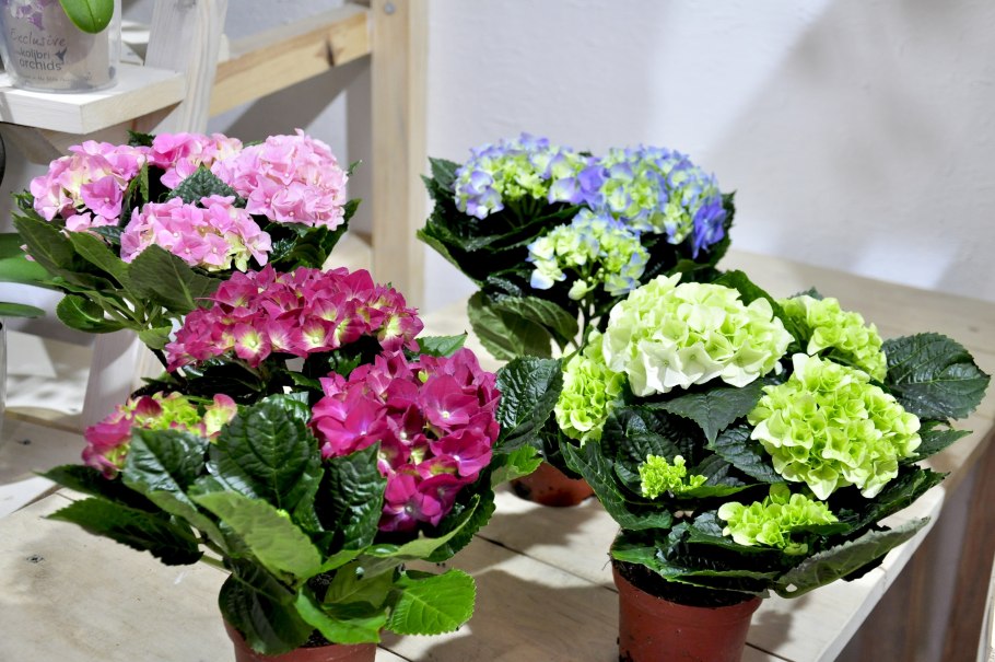 Гортензия крупнолистная горшечная