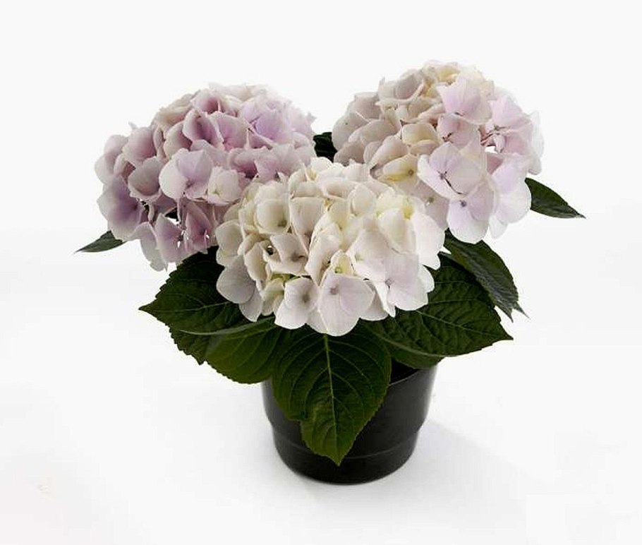 Гортензия крупнолистная горшечная