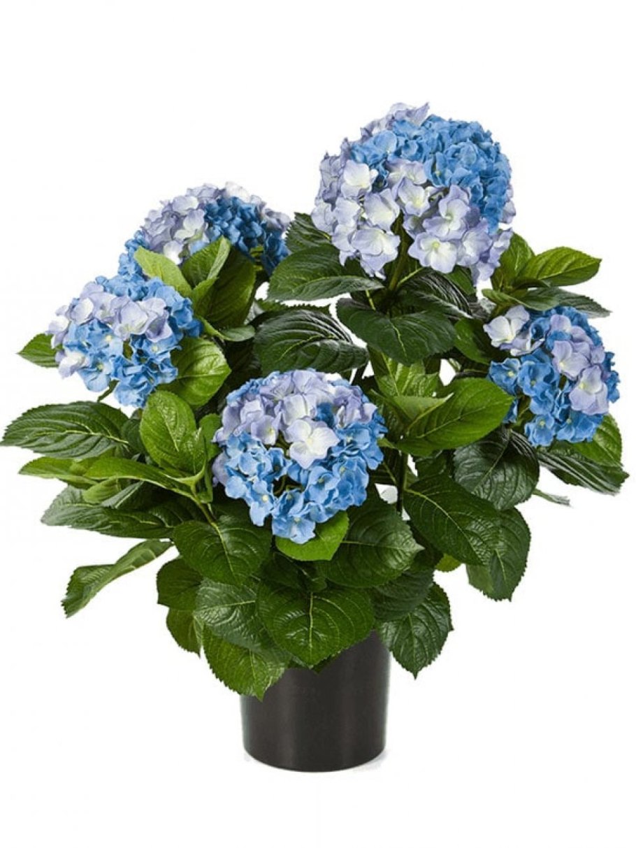Гортензия Белла Блю