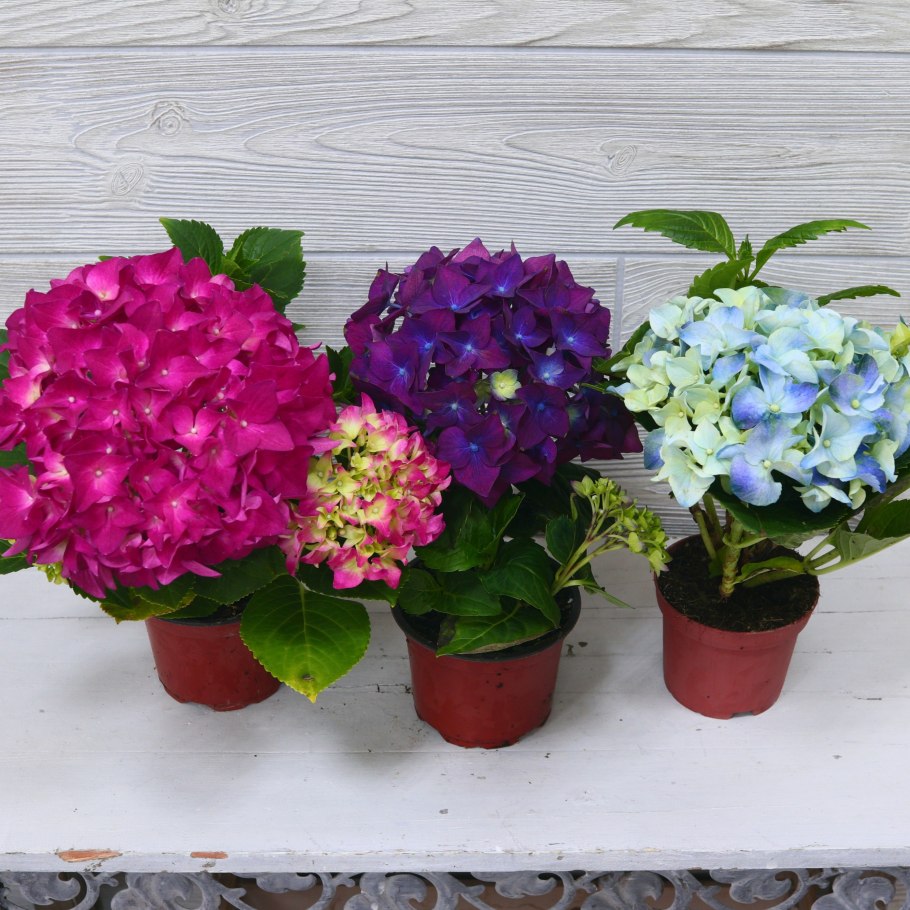 Гортензия комнатная