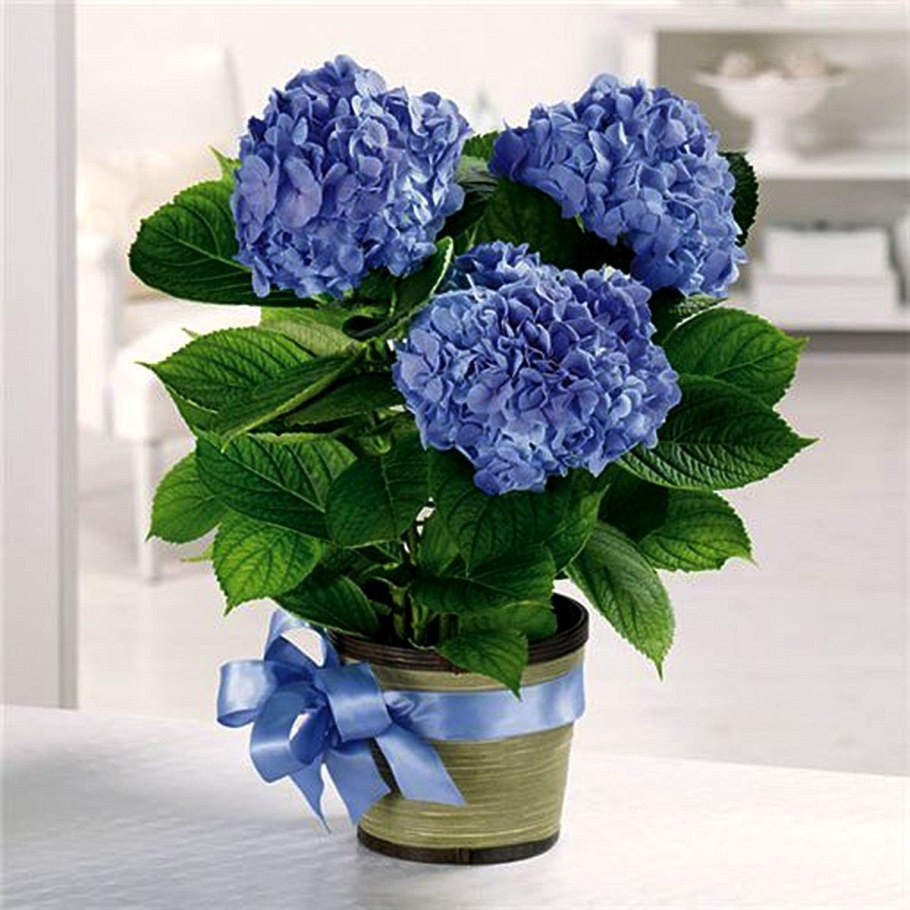 Гортензия Никко Блю