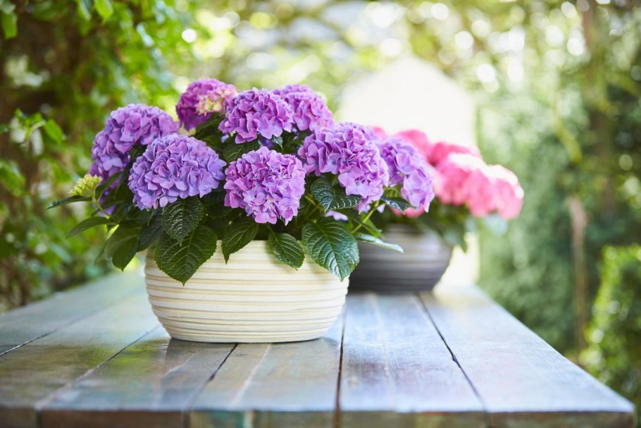 Гортензия горшечная