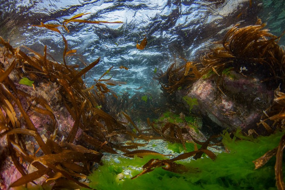 Большой Барьерный риф водоросли