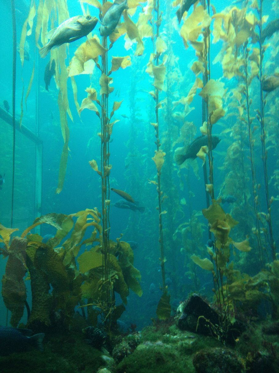 Черный коралл Кишечнополостные