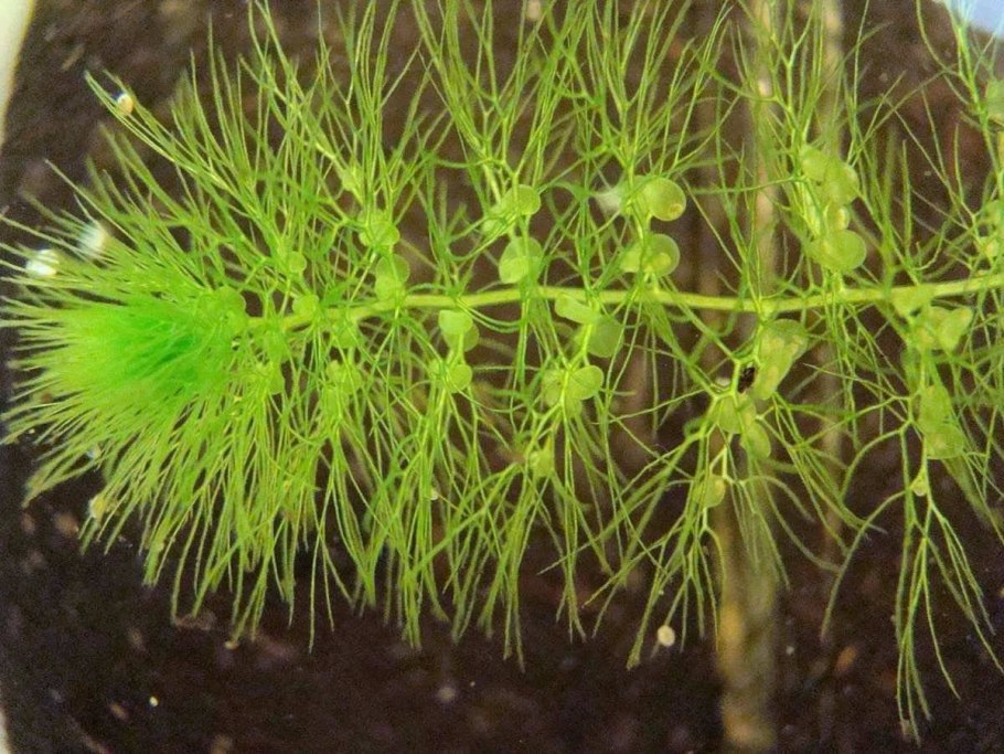 Подводные растения