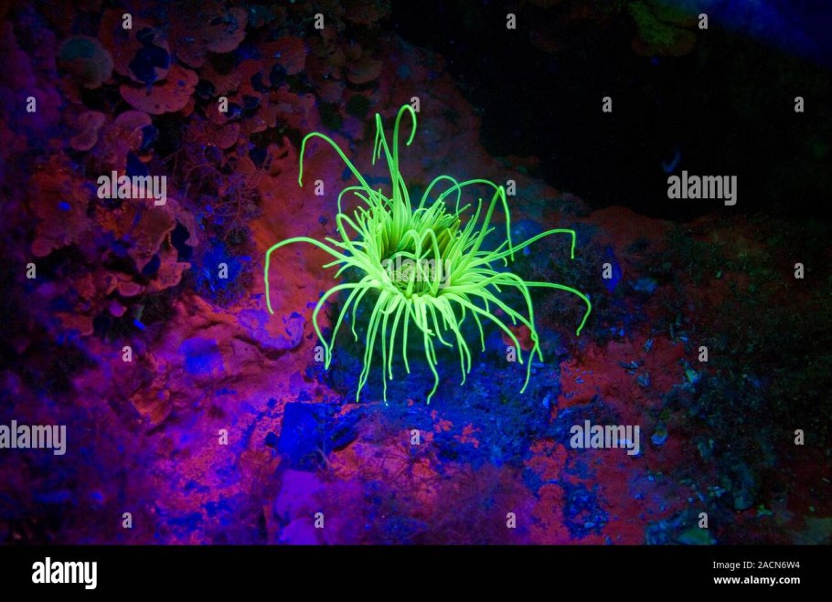 Пузырчатка (Utricularia)