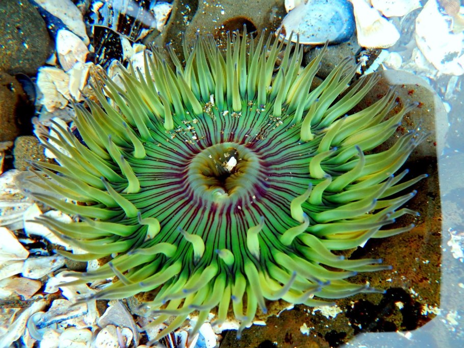 Подводные растения озер