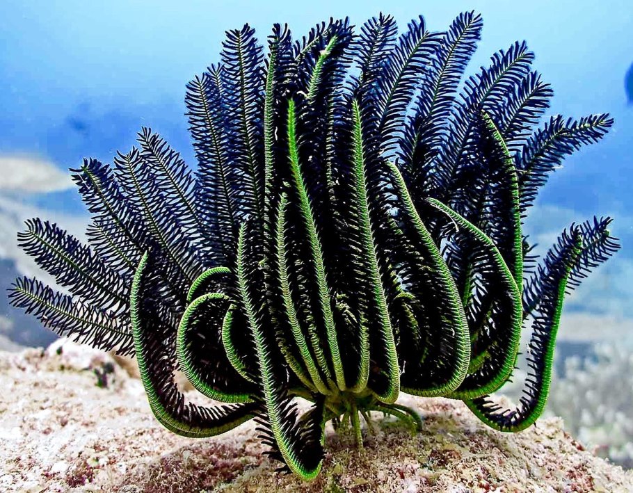 Коралл желтый трубчатый Корал