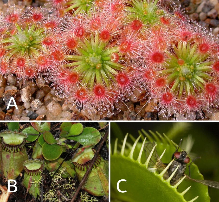 Коралл актиния