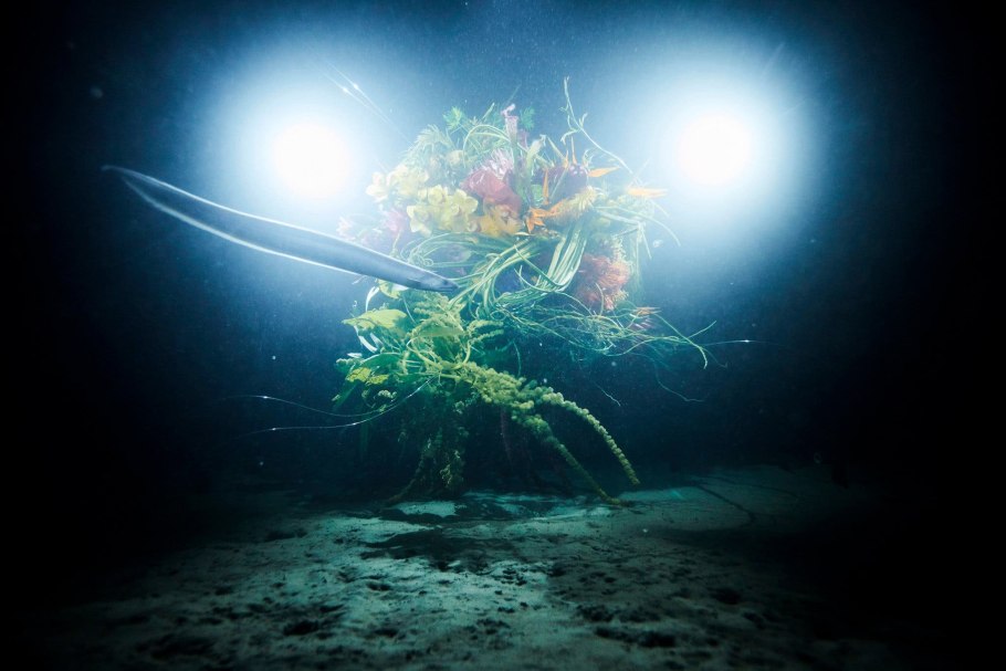 Подводные растения