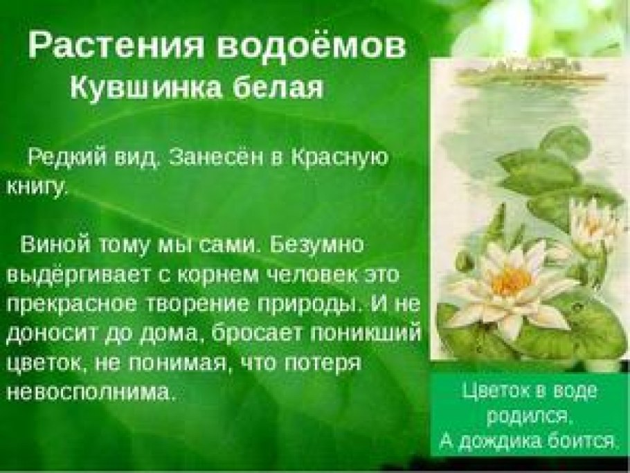 Редкие растения России занесенные в красную книгу