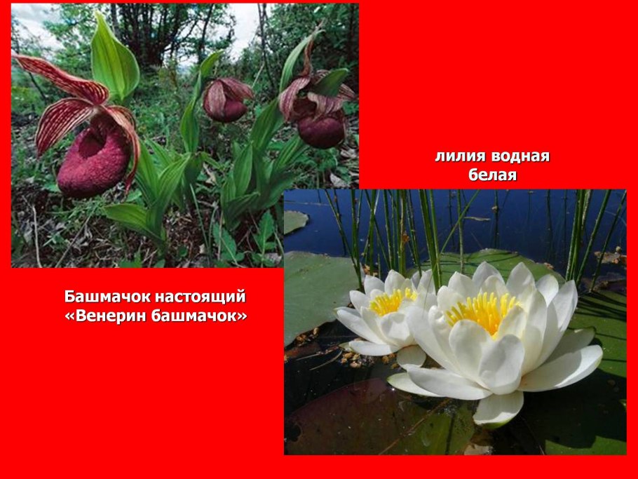 Растения из красной книги