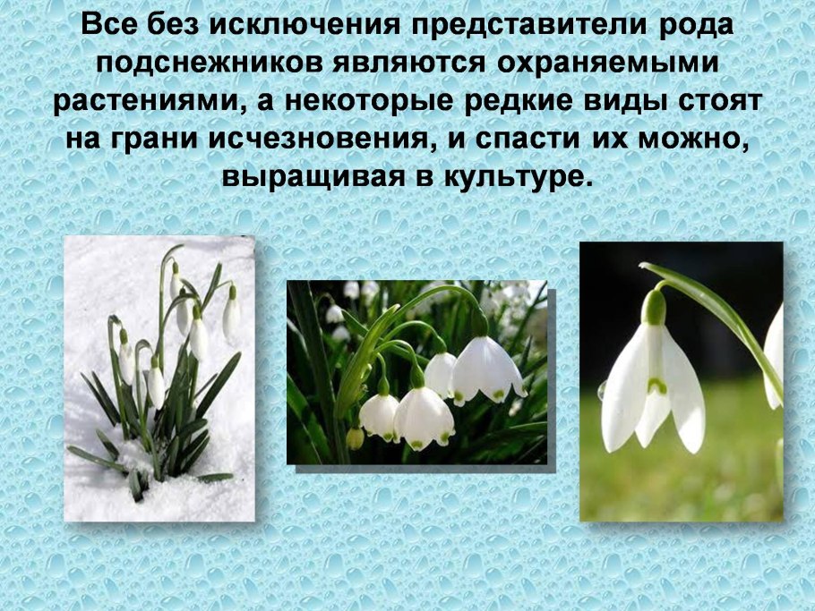 Растения красной книги России