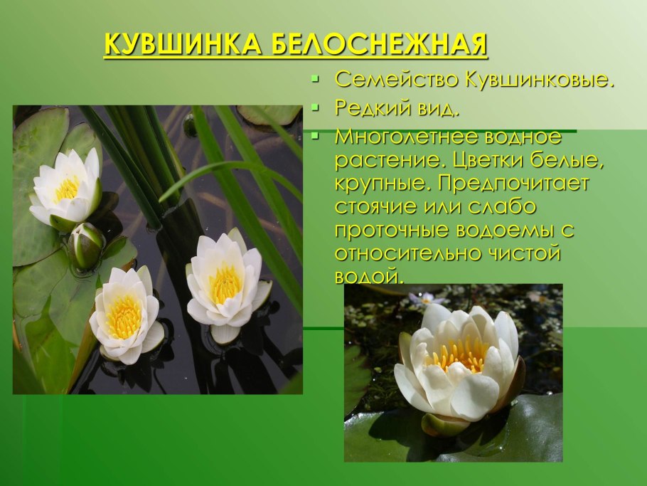 Первоцветы Краснодарского края занесенные в красную