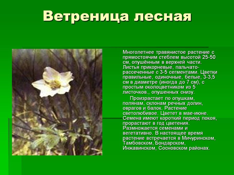 Ветреница Лесная красная книга Тамбовской области
