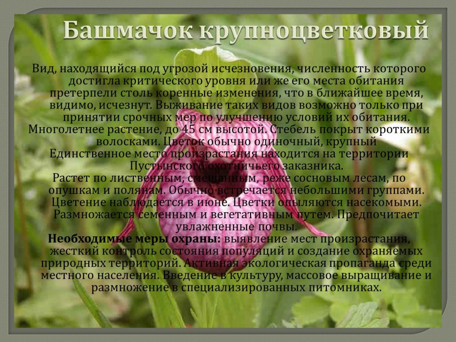 Краснокнижные растения Алтая