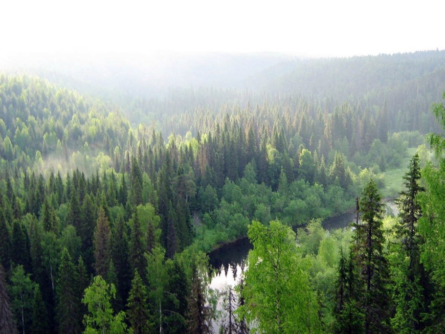 Хвойный лес животные