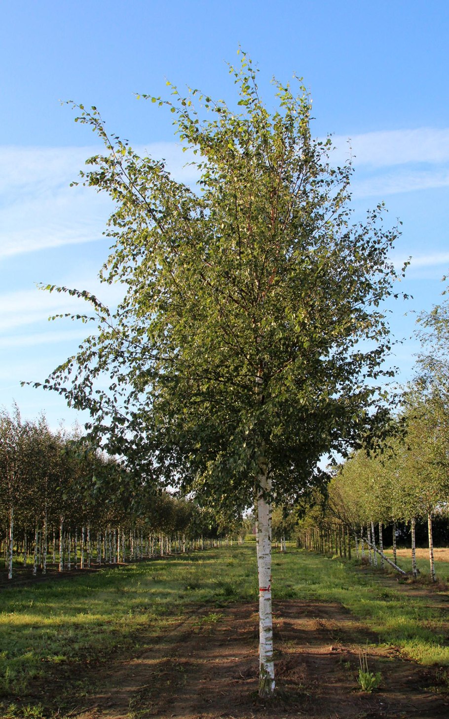 Береза повислая Betula pendula
