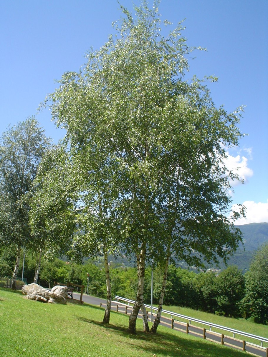 Берёза кустарниковая