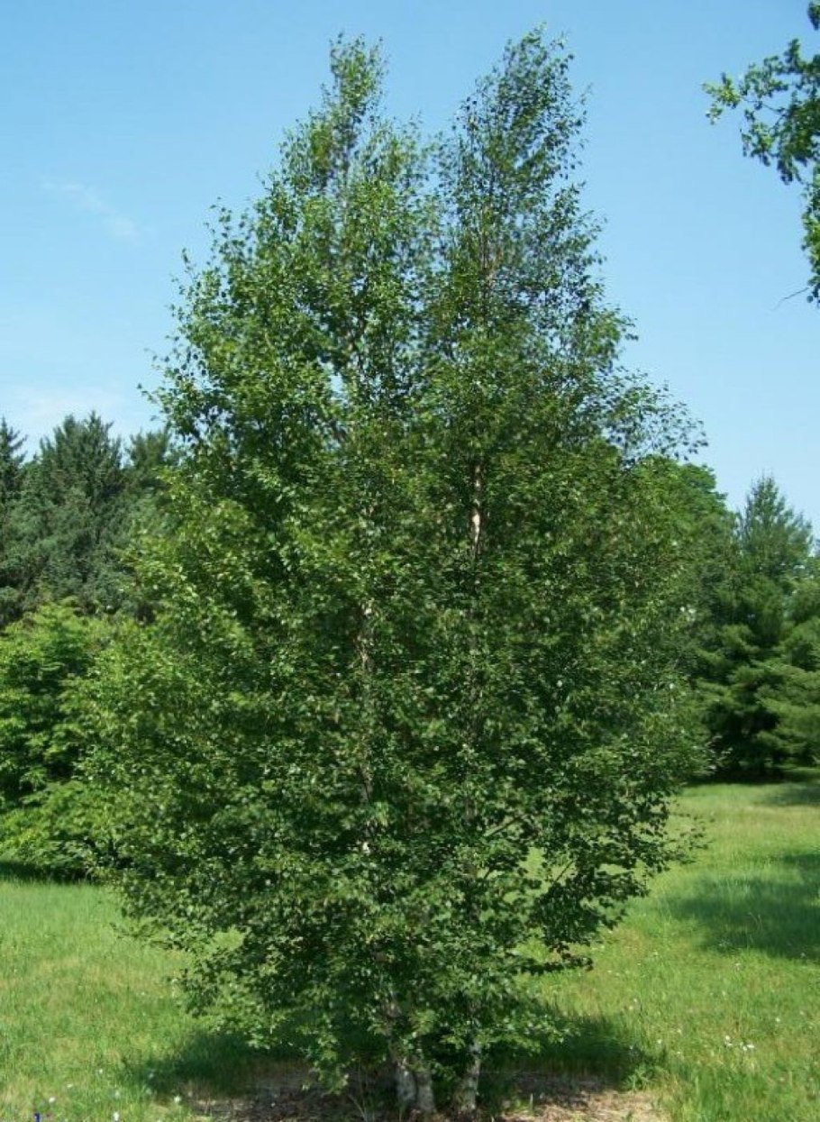 Береза повислая Юнги Betula pendula Youngii