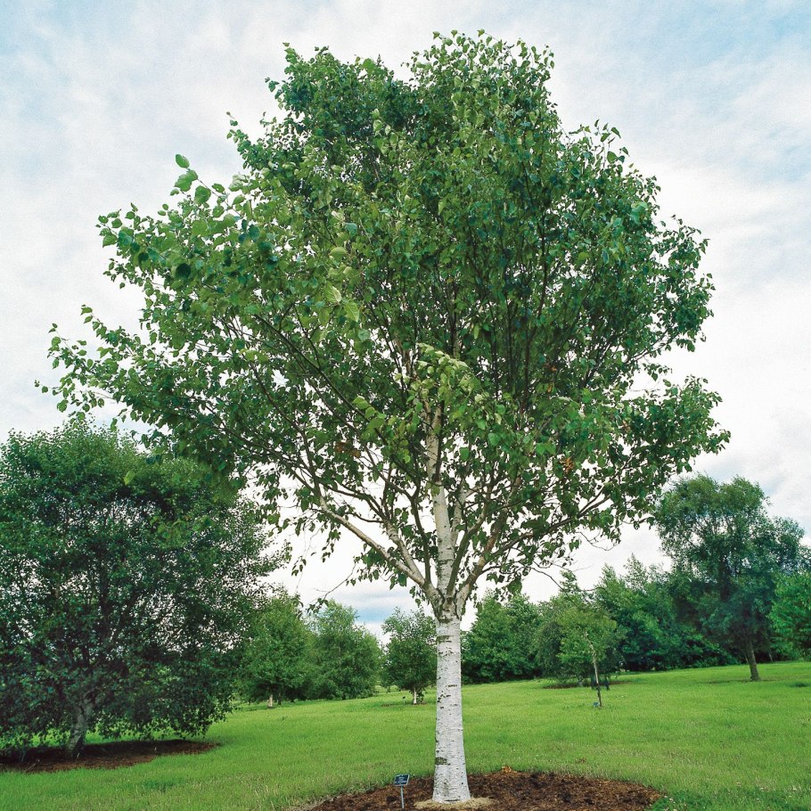 Береза пушистая Betula pubescens
