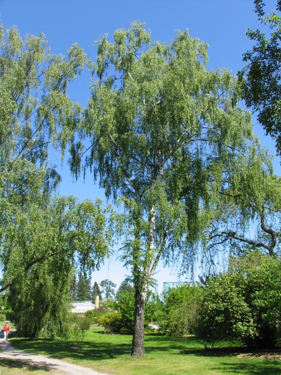 Береза повислая Юнги Betula pendula Youngii