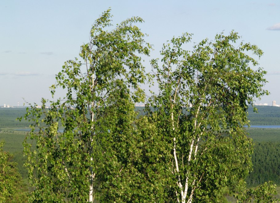 Береза повислая (бородавчатая)