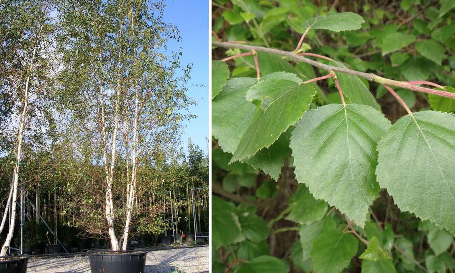 Береза повислая Betula pendula