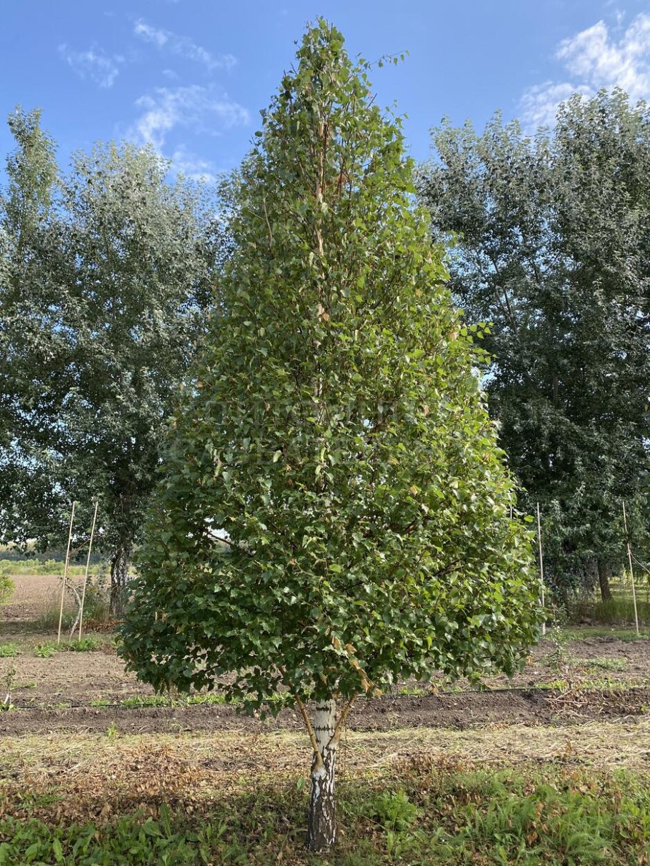 Береза пушистая Betula pubescens