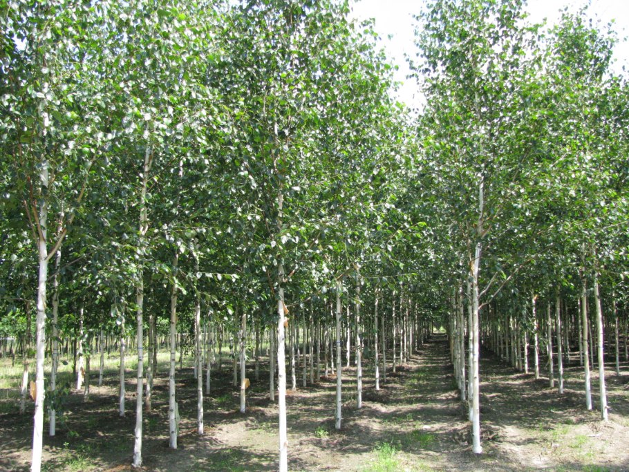 Береза повислая Betula pendula