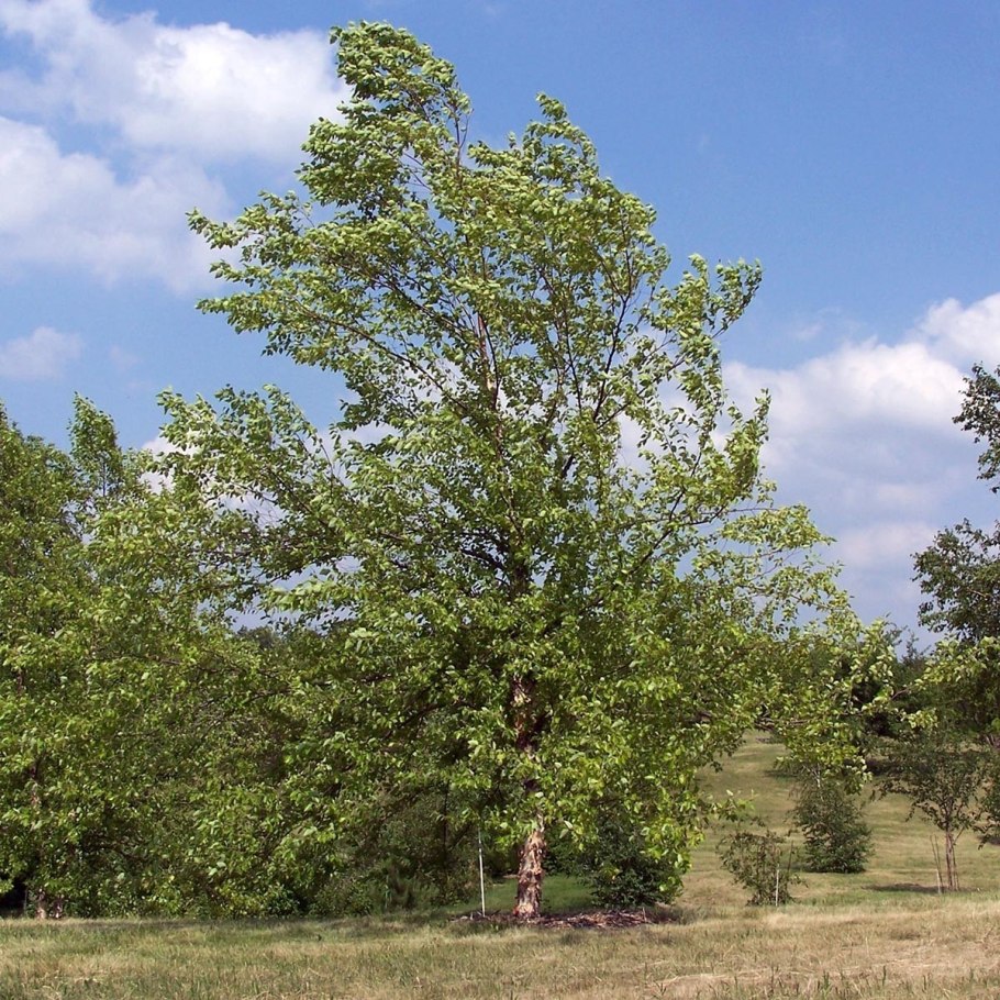Береза Жакмана