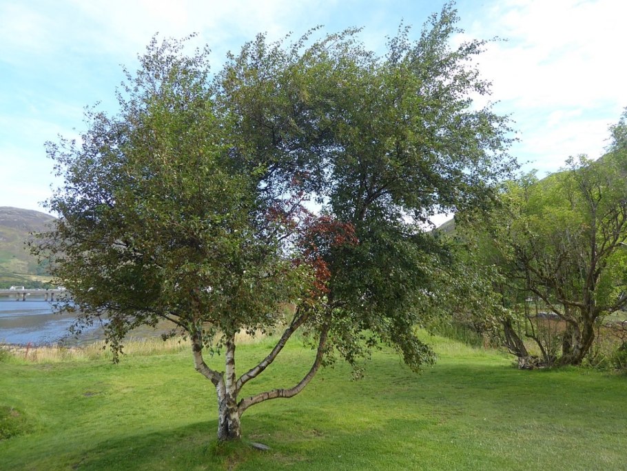 Береза повислая Betula pendula