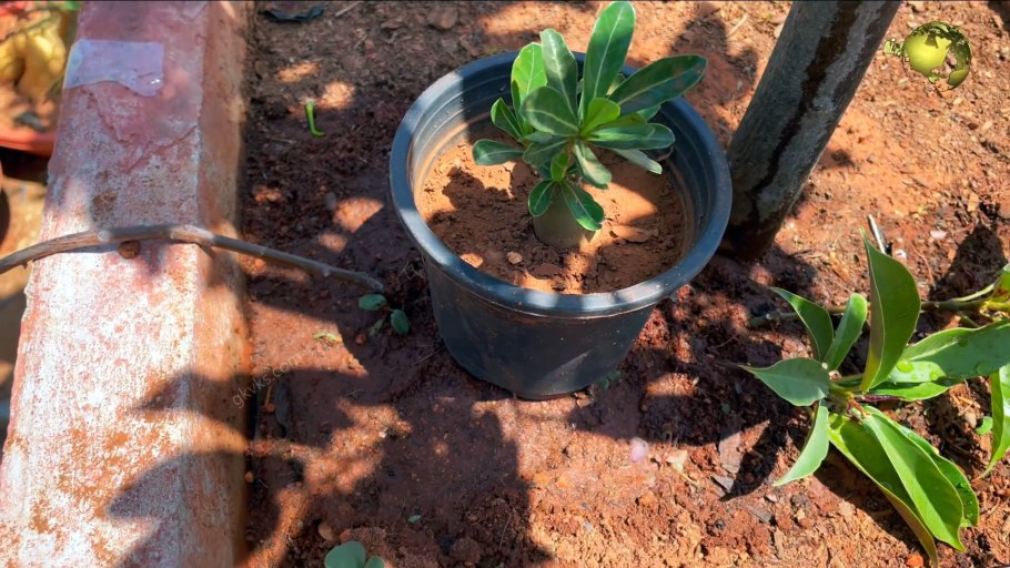 Колхидская иглица Кавказа