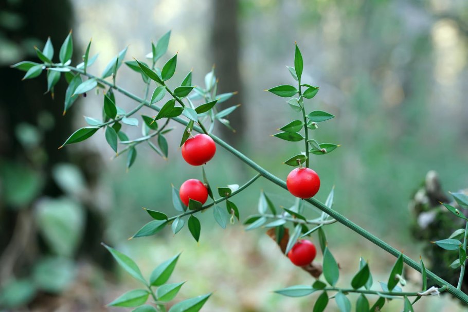 Черенки туи Брабант