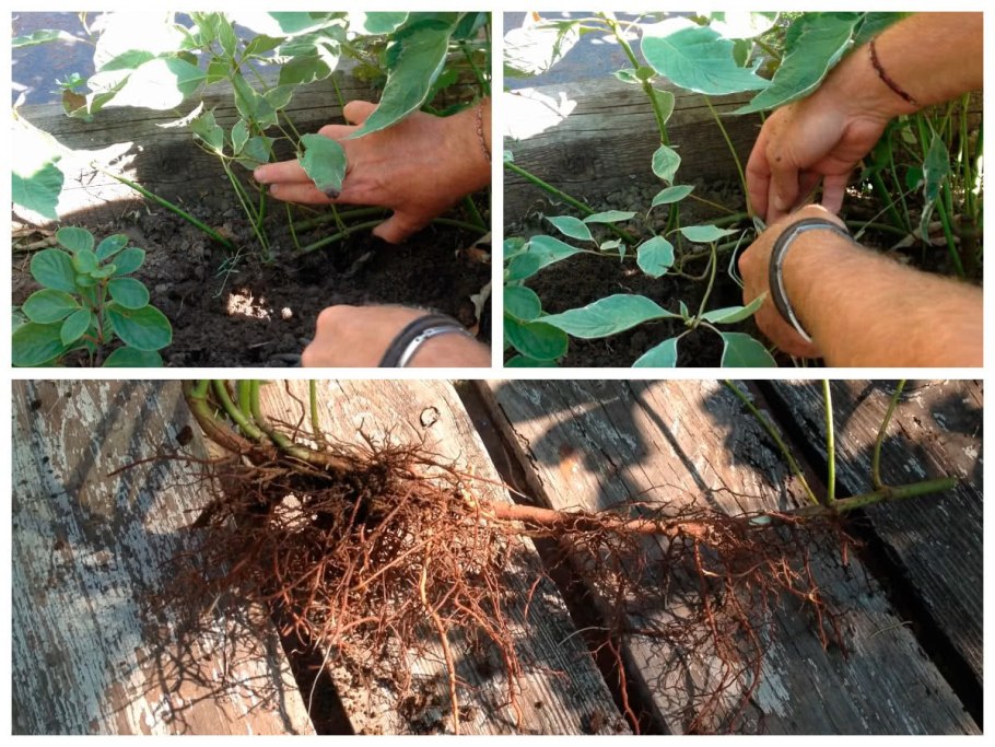 Размножение цитрусовых черенками