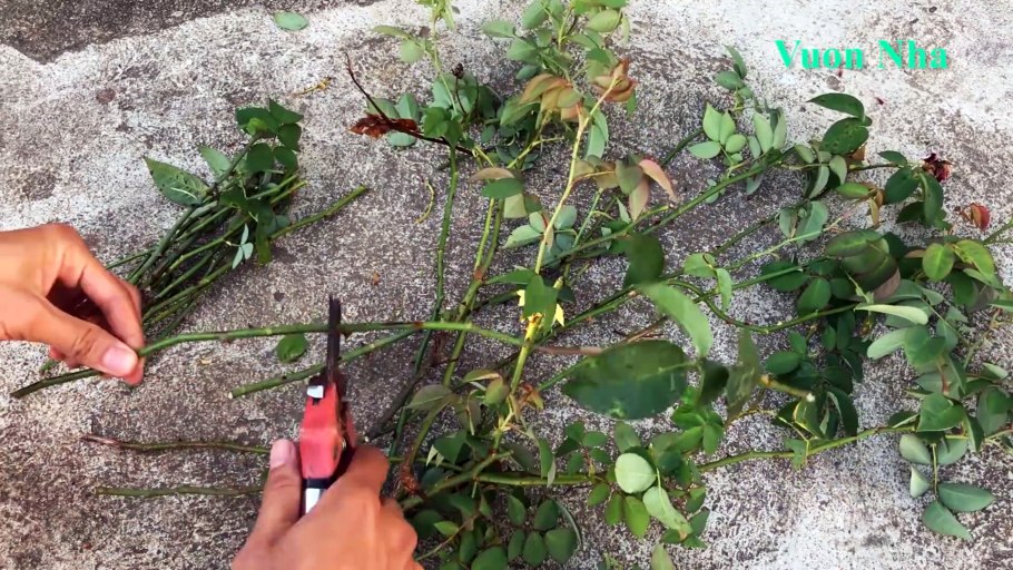 Иглица Новомихайловский