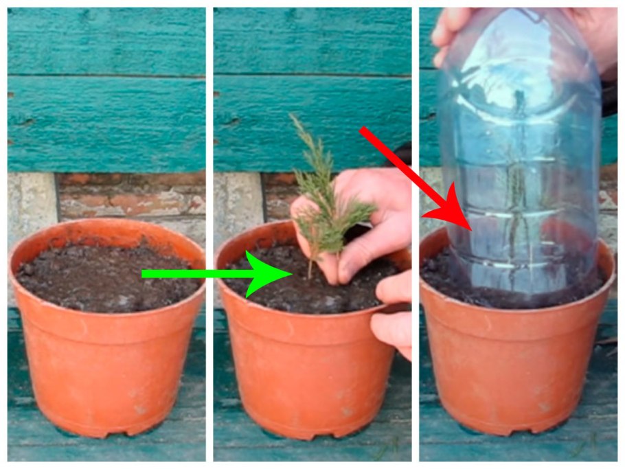 Размножение винограда прикапыванием лозы