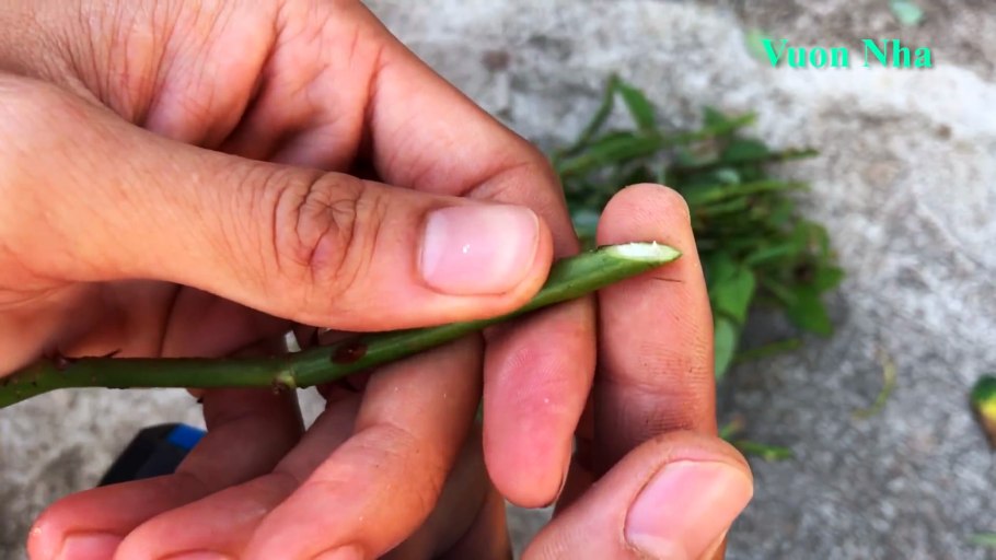 Клер гирканский