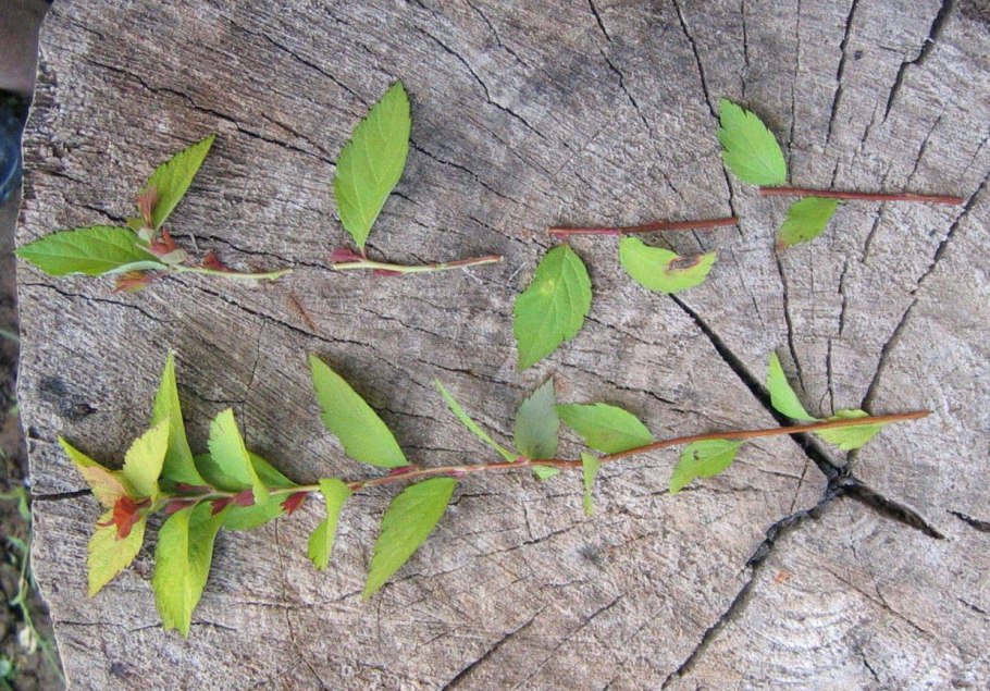 Черенкуем шалфей