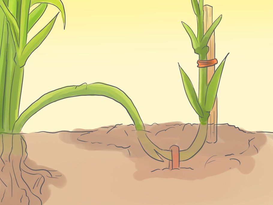 Хоста корневище