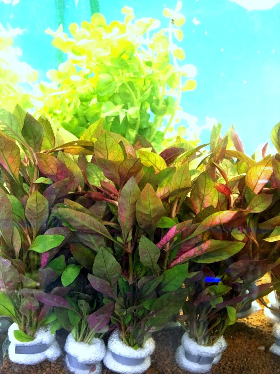 Альтернатера остролистная