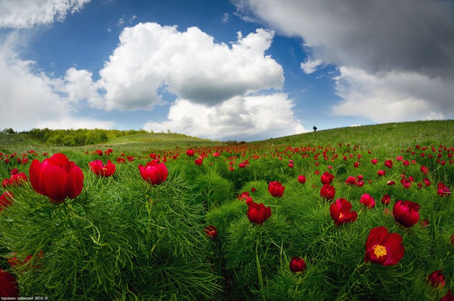 Пион тонколистный