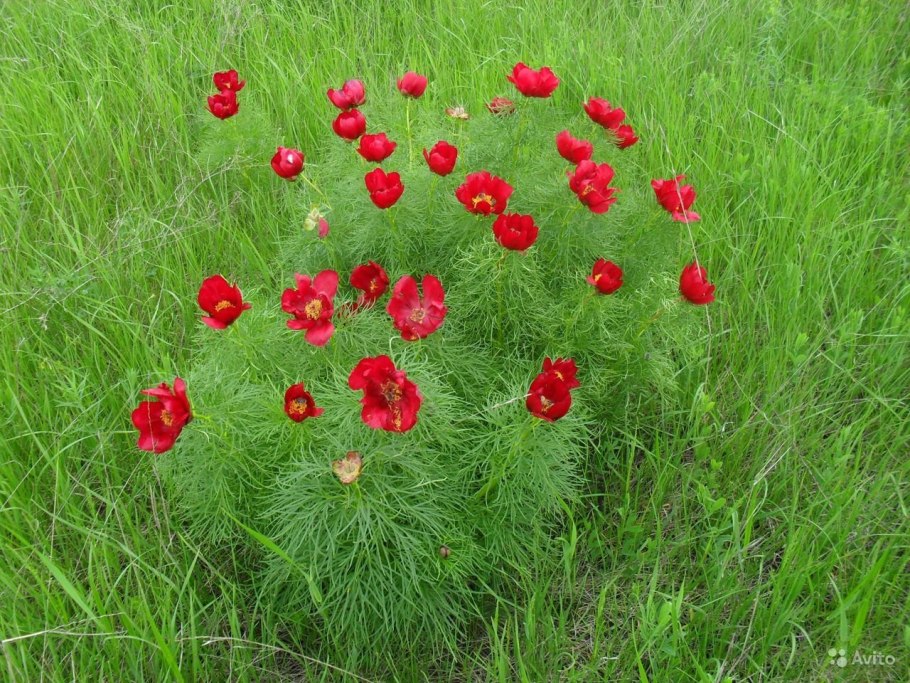 Вейделевский заказник