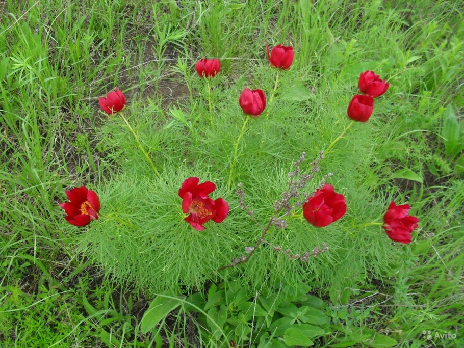 Пион тонколистный в степи