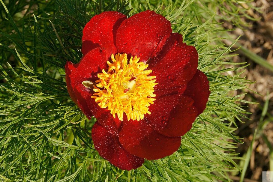 Пион Степной Марьин корень